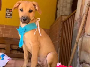 Cachorro raça SRD-ViraLata idade Abaixo de 2 meses nome Bilico