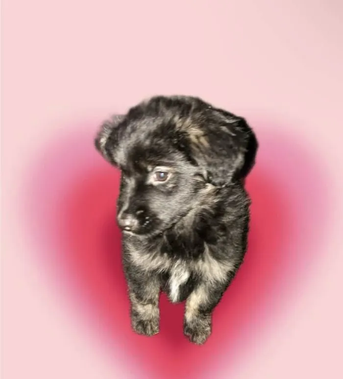 Cachorro ra a SRD-ViraLata idade 2 a 6 meses nome Pandora bb3meses 
