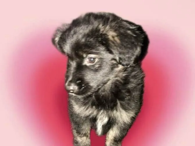 Cachorro ra a SRD-ViraLata idade 2 a 6 meses nome Pandora bb3meses 
