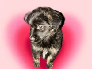 Cachorro raça SRD-ViraLata idade 2 a 6 meses nome Pandora bb3meses 