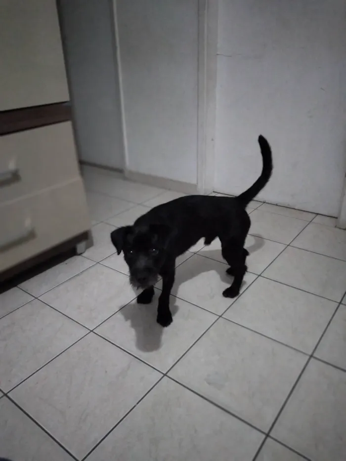 Cachorro ra a SRD-ViraLata idade 1 ano nome Sherlock WhatsApp 47 98900-7153 SP