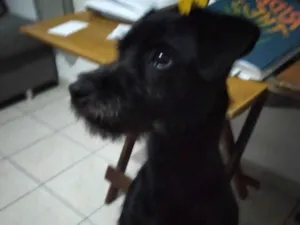 Cachorro raça SRD-ViraLata idade 1 ano nome Sherlock WhatsApp 47 98900-7153 SP