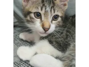 Gato raça  idade Abaixo de 2 meses nome Tiguinho