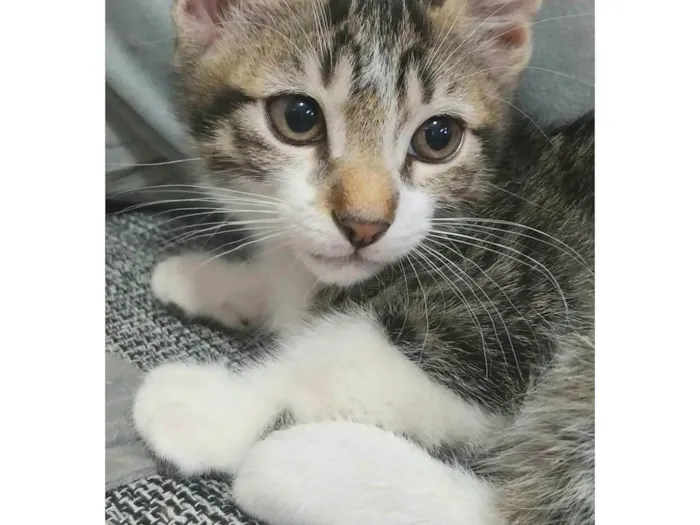 Gato ra a idade Abaixo de 2 meses nome Tiguinho