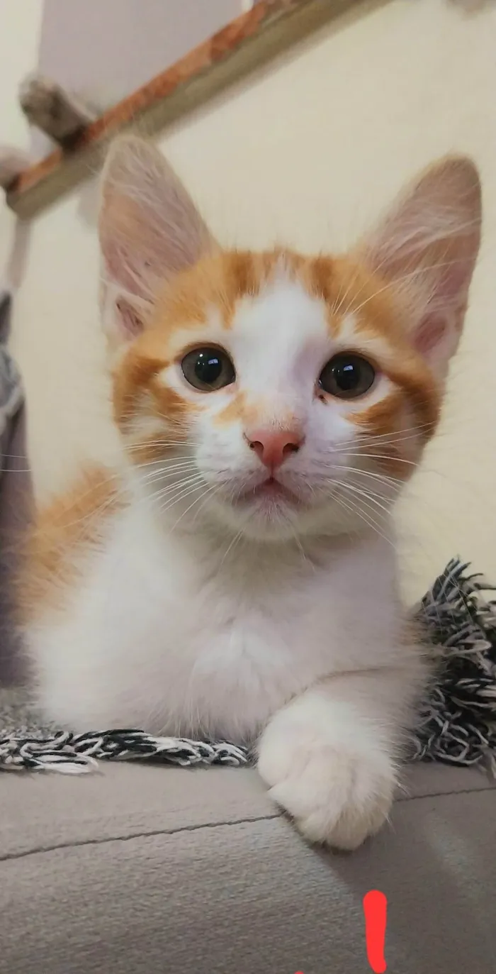 Gato ra a  idade Abaixo de 2 meses nome Pandeiro