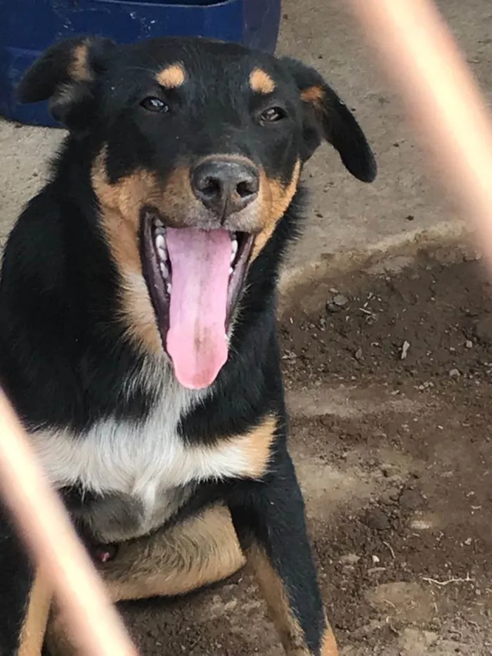 Cachorro ra a SRD-ViraLata idade 2 a 6 meses nome Jack 