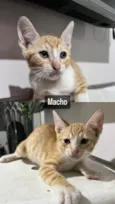 Gatinhos