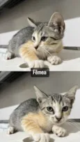 Gatinhos
