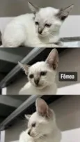 Gatinhos
