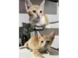 Gatinhos