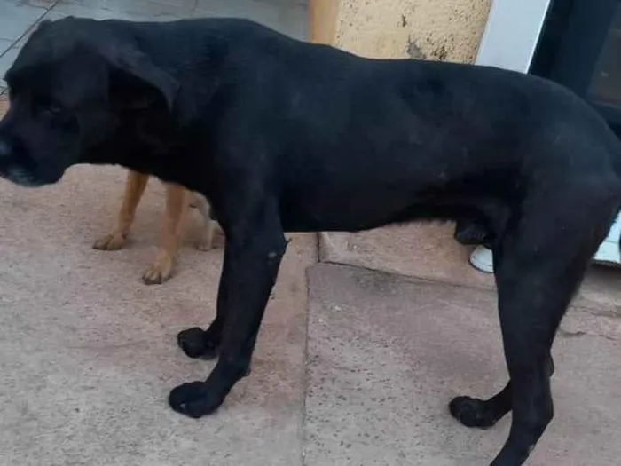 Cachorro ra a Box com rotvaler  idade 1 ano nome Stronda