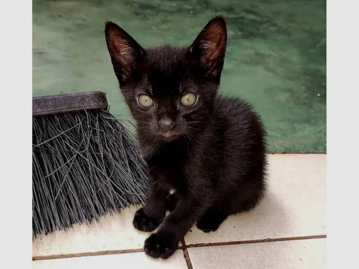 Gato ra a SRD-ViraLata idade 2 a 6 meses nome 3 irmãozinhos (1 fêmea e 2 machos)