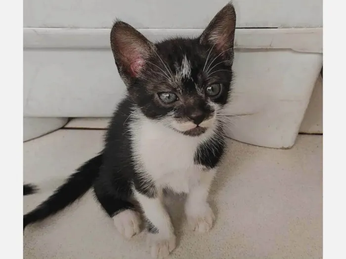 Gato ra a SRD-ViraLata idade 2 a 6 meses nome 3 irmãozinhos (1 fêmea e 2 machos)