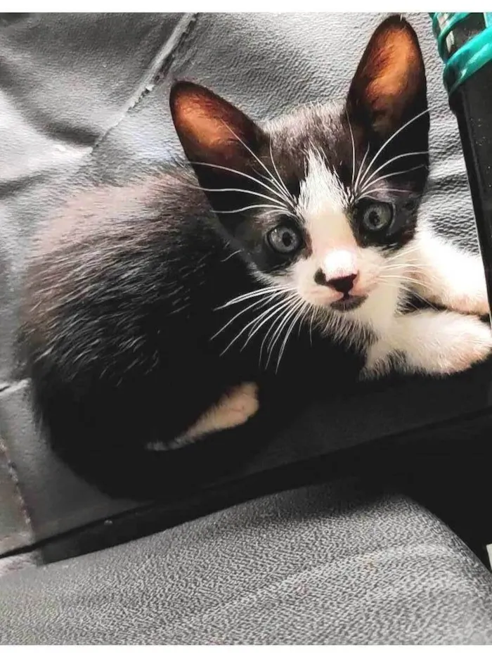 Gato ra a SRD-ViraLata idade 2 a 6 meses nome 3 irmãozinhos (1 fêmea e 2 machos)