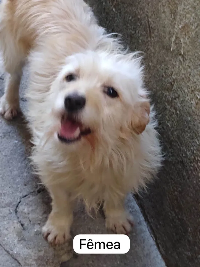 Cachorro ra a Srd idade 2 anos nome Ayla
