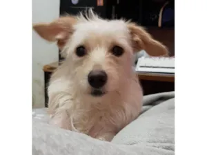 Cachorro raça Srd idade 2 anos nome Ayla
