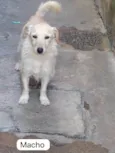 Buddy