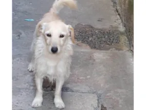 Cachorro raça Srd idade 2 anos nome Buddy