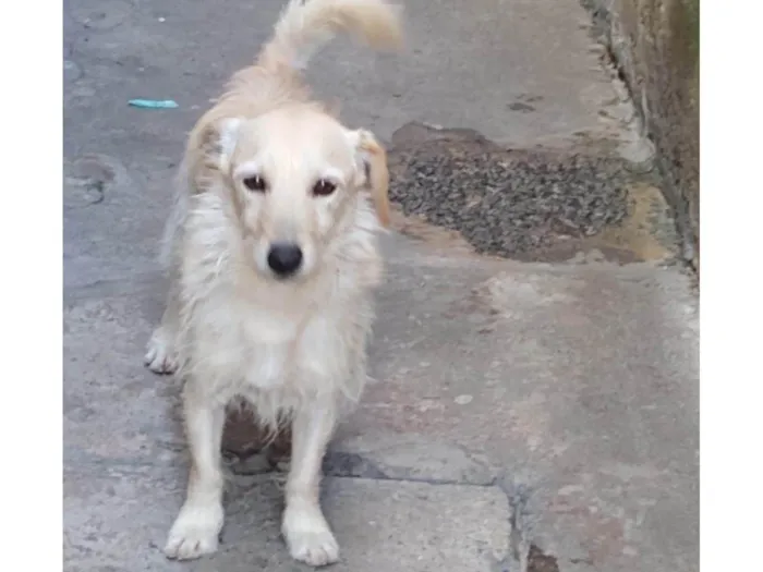 Cachorro ra a Srd idade 2 anos nome Buddy