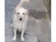 Buddy