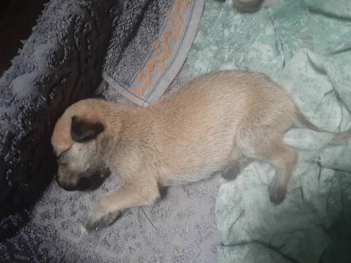 Cachorro ra a SRD-ViraLata idade Abaixo de 2 meses nome Sem nomes