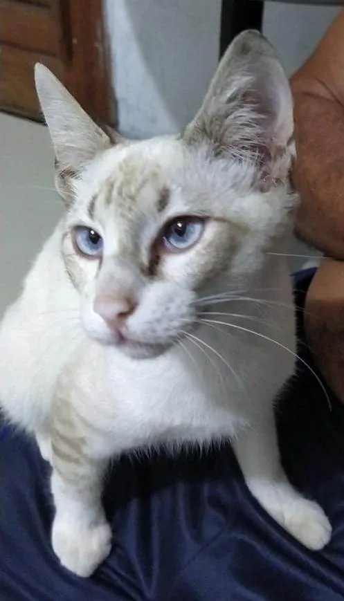 Gato ra a Mistura de siamês  idade 2 a 6 meses nome Ariche