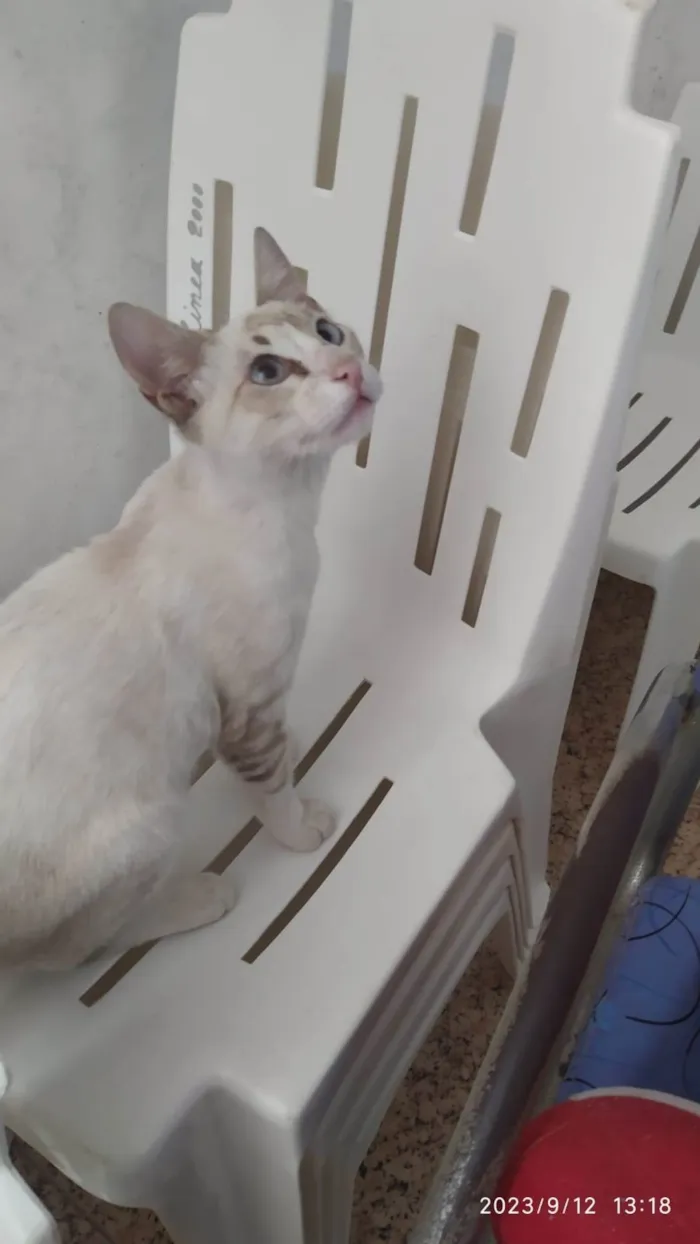 Gato ra a Mistura de siamês  idade 2 a 6 meses nome Ariche