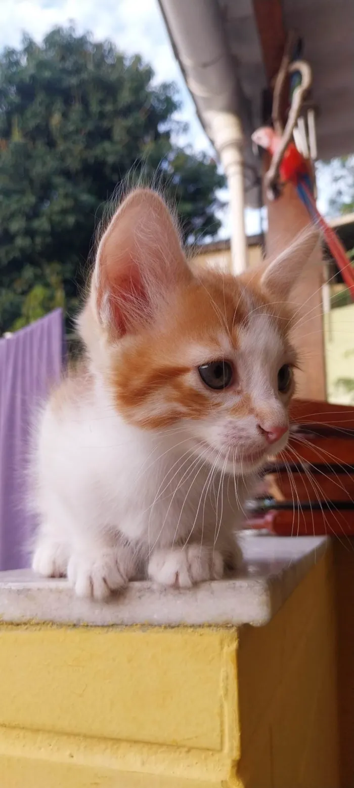Gato ra a  idade Abaixo de 2 meses nome Pandeiro