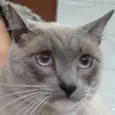 Siamês 