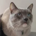 Siamês 