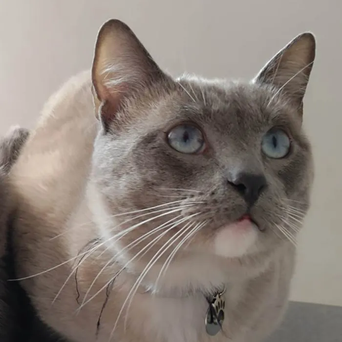Gato ra a  idade 1 ano nome Siamês 