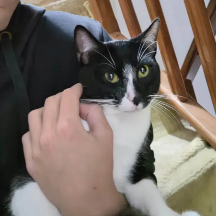 Gato ra a  idade 7 a 11 meses nome Frajola