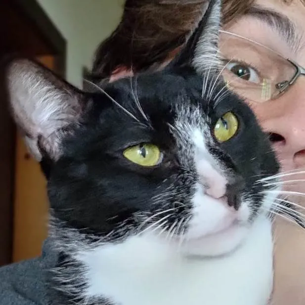 Gato ra a  idade 7 a 11 meses nome Frajola