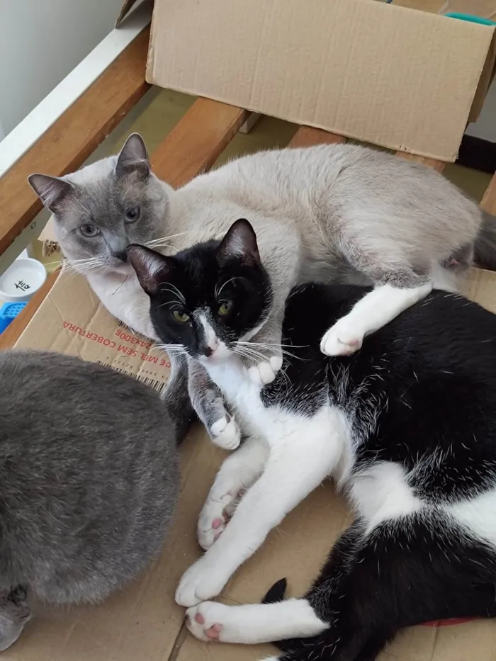 Gato ra a  idade 7 a 11 meses nome Frajola