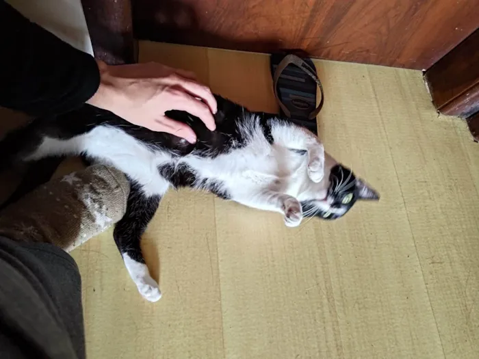 Gato ra a  idade 7 a 11 meses nome Frajola