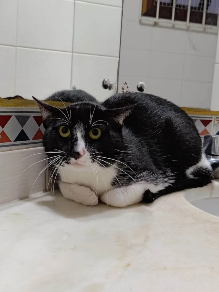 Gato ra a  idade 7 a 11 meses nome Frajola