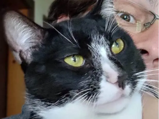 Gato ra a  idade 7 a 11 meses nome Frajola