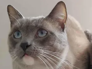 Gato raça  idade 1 ano nome Siamês 