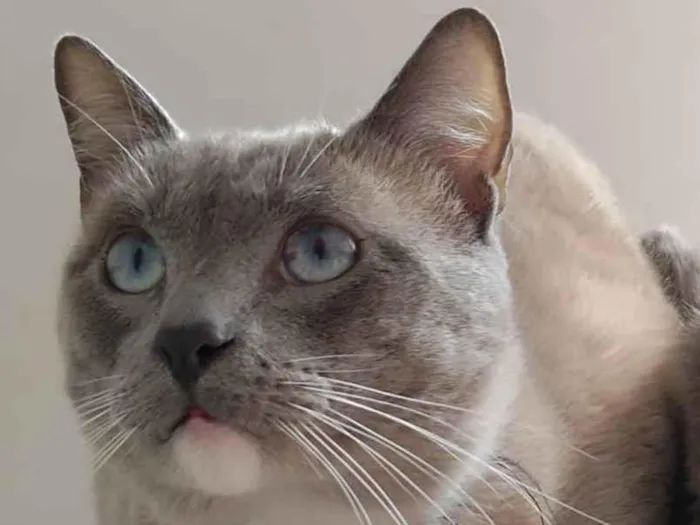 Gato ra a  idade 1 ano nome Siamês 