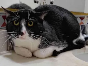 Gato raça  idade 7 a 11 meses nome Frajola