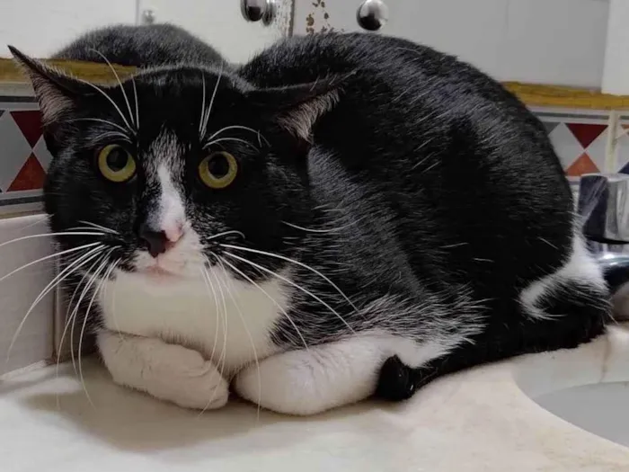 Gato ra a  idade 7 a 11 meses nome Frajola