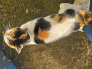 Gato raça SRD-ViraLata idade 1 ano nome MABEL
