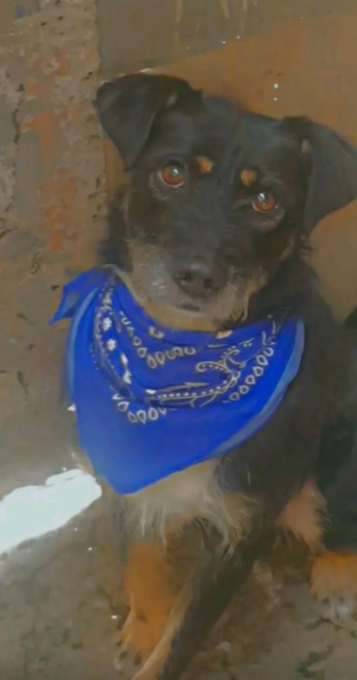 Cachorro ra a SRD-ViraLata idade 3 anos nome Fred