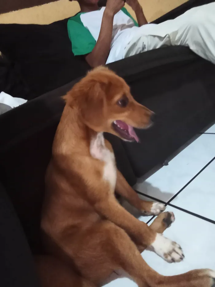 Cachorro ra a Viralata  idade 7 a 11 meses nome Picanha e mortadela 