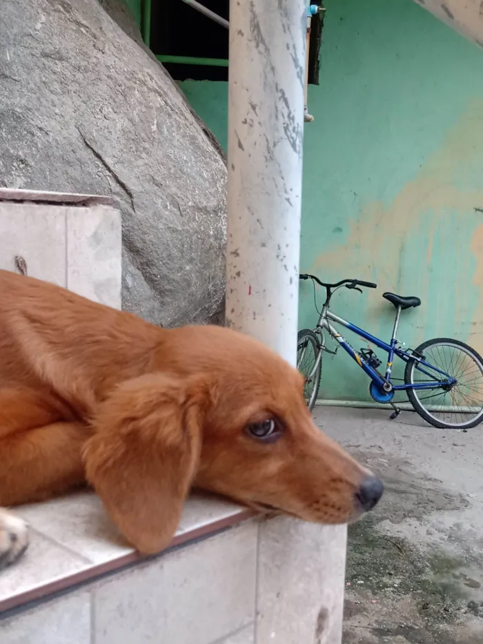 Cachorro ra a Viralata  idade 7 a 11 meses nome Picanha e mortadela 