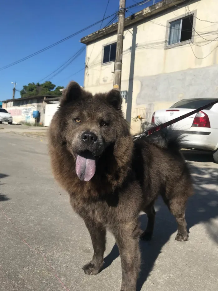 Cachorro ra a Chow chow idade 4 anos nome Lunna