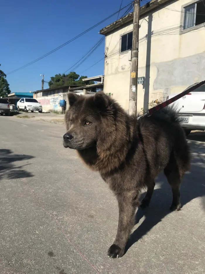 Cachorro ra a Chow chow idade 4 anos nome Lunna