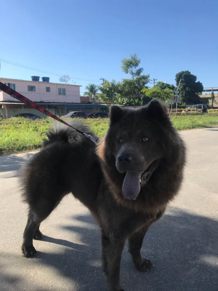 Cachorro ra a Chow chow idade 4 anos nome Lunna