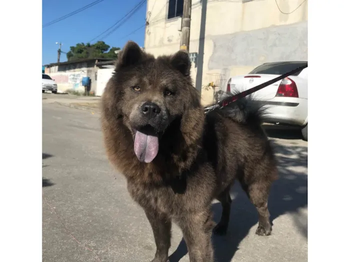 Cachorro ra a Chow chow idade 4 anos nome Lunna