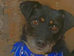 Cachorro raça SRD-ViraLata idade 3 anos nome Fred